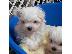 PoulaTo: Sweettest Purebred Teacup Μαλτέζικα κουτάβια προς πώληση